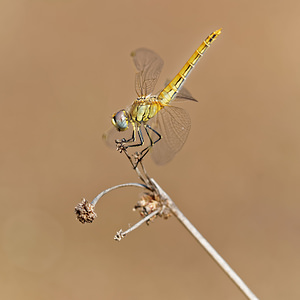 Sympetrum fonscolombii (Libellulidae)  - Sympétrum de Fonscolombe - Red-veined Darter El Condado [Espagne] 09/05/2015 - 10m