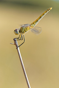 Sympetrum fonscolombii (Libellulidae)  - Sympétrum de Fonscolombe - Red-veined Darter El Condado [Espagne] 09/05/2015 - 10m