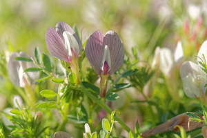 Vicia lathyroides (Fabaceae)  - Vesce fausse gesse, Vesce printanière - Spring Vetch Sierra de Cadix [Espagne] 08/05/2015 - 1100m