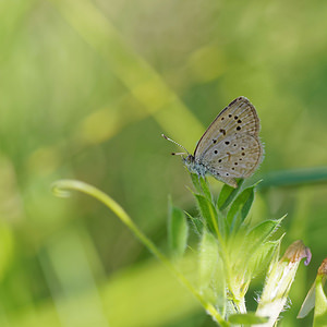 Zizeeria knysna (Lycaenidae)  - L'Azuré de la Surelle El Condado [Espagne] 10/05/2015