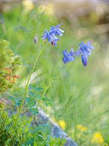 Aquilegia vulgaris (Ranunculaceae)  - Ancolie commune, Ancolie vulgaire, Clochette - Columbine Hautes-Pyrenees [France] 29/06/2015 - 2090m