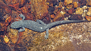 Calotriton asper (Salamandridae)  - Calotriton des Pyrénées, Euprocte des Pyrénées - Pyrenean Brook Newt Hautes-Pyrenees [France] 29/06/2015 - 2190m