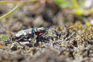 Cicindela sylvicola (Carabidae)  Tournai-Mouscron [Belgique] 07/06/2015 - 50m