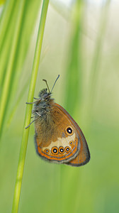 Coenonympha arcania Céphale,