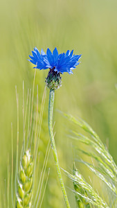 Cyanus segetum (Asteraceae)  - Bleuet des moissons, Bleuet, Barbeau - Cornflower Nord [France] 06/06/2015 - 30m