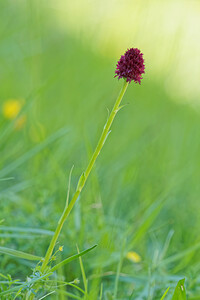 Gymnadenia nigra subsp. gabasiana (Orchidaceae)  - Gymnadénie de Gabas, Nigritelle de Gabas Hautes-Pyrenees [France] 28/06/2015 - 1320m