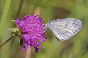 Leptidea sinapis (Pieridae)  - Piéride du Lotier, Piéride de la Moutarde, Blanc-de-lait - Wood White Lot [France] 27/06/2015 - 300m