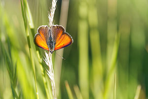 Lycaena hippothoe (Lycaenidae)  - Cuivré écarlate - Purple-edged Copper Hautes-Pyrenees [France] 28/06/2015 - 1540m