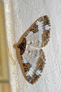 Melanthia procellata (Geometridae)  - Mélanthie pie - Pretty Chalk Carpet Hautes-Pyrenees [France] 30/06/2015 - 1050m