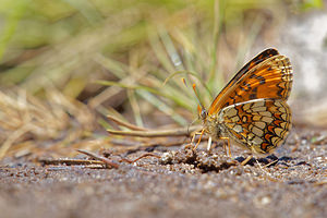 Melitaea athalia (Nymphalidae)  - Mélitée du Mélampyre, Damier Athalie - Heath Fritillary Hautes-Pyrenees [France] 29/06/2015 - 2080m