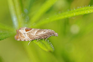 Notocelia uddmanniana (Tortricidae)  Nord [France] 07/06/2015 - 50m