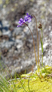 Pinguicula grandiflora (Lentibulariaceae)  - Grassette à grandes fleurs - Large-flowered Butterwort Hautes-Pyrenees [France] 29/06/2015 - 2090m