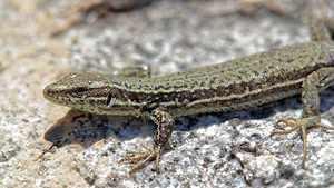 Podarcis muralis (Lacertidae)  - Lézard des murailles - Common Wall Lizard Hautes-Pyrenees [France] 29/06/2015 - 2170m