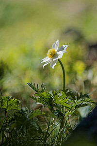 Pulsatilla alpina (Ranunculaceae)  - Pulsatille des Alpes, Anémone des Alpes Hautes-Pyrenees [France] 29/06/2015 - 2090m