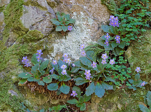 Ramonda myconi (Gesneriaceae)  - Ramondie des Pyrénées, Ramonda des Pyrénées - Pyrenean-violet Hautes-Pyrenees [France] 28/06/2015 - 1320m