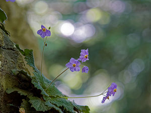 Ramonda myconi (Gesneriaceae)  - Ramondie des Pyrénées, Ramonda des Pyrénées - Pyrenean-violet Hautes-Pyrenees [France] 28/06/2015 - 1320m