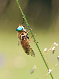 Tabanus bovinus (Tabanidae)  - Taon à ventre jaunâtre & taches triangulaires blanches Lot [France] 27/06/2015 - 290m