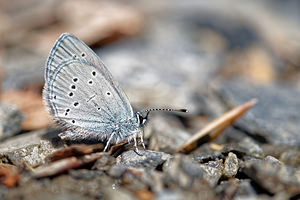 Cupido minimus (Lycaenidae)  - Argus frêle, Lycène naine - Small Blue Hautes-Pyrenees [France] 01/07/2015 - 1290m
