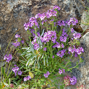 Erinus alpinus (Plantaginaceae)  - Érine des Alpes, Mandeline des Alpes - Fairy Foxglove Hautes-Pyrenees [France] 02/07/2015 - 1720m