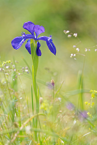 Iris latifolia Iris à feuilles larges, Iris xiphioïde English Iris