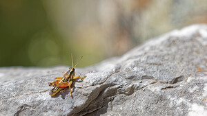 Podisma pedestris (Acrididae)  Hautes-Pyrenees [France] 02/07/2015 - 1710m