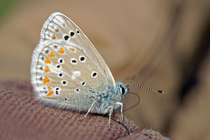 Polyommatus dorylas (Lycaenidae)  - Azuré du Mélilot, Argus turquoise, Azuré - Turquoise Blue Hautes-Pyrenees [France] 02/07/2015 - 1680m