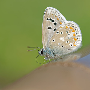 Polyommatus dorylas (Lycaenidae)  - Azuré du Mélilot, Argus turquoise, Azuré - Turquoise Blue Hautes-Pyrenees [France] 02/07/2015 - 1680m