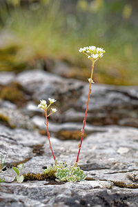 Saxifraga paniculata (Saxifragaceae)  - Saxifrage paniculée, Saxifrage aizoon - Livelong Saxifrage Hautes-Pyrenees [France] 02/07/2015 - 1730m