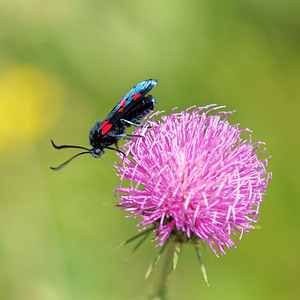 Zygaena lonicerae (Zygaenidae)  - Zygène des bois, Zygène du Trèfle-de-montagne - Narrow-bordered Five-spot Burnet Hautes-Pyrenees [France] 03/07/2015 - 1400m