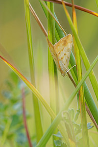 Evergestis extimalis (Crambidae)  - Evergète de la roquette jaune Ardennes [France] 16/08/2015 - 160m