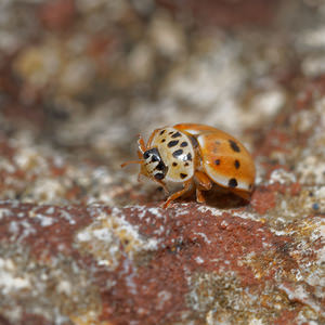 Harmonia quadripunctata (Coccinellidae)  - Coccinelle à quatre points - Four-spot Ladybird [Harmonia quadripunctata] Meuse [France] 15/08/2015 - 340m