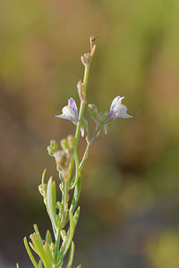 Linaria repens (Plantaginaceae)  - Linaire rampante - Pale Toadflax Meuse [France] 14/08/2015 - 340m