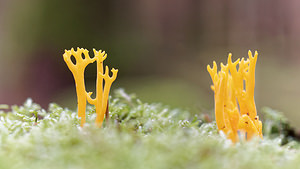 Calocera viscosa (Dacrymycetaceae)  - Calocère visqueuse - Yellow Stagshorn Ardennes [France] 24/10/2015 - 470m