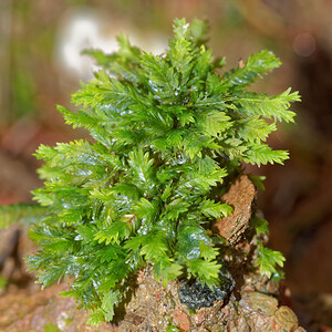 Fissidens bryoides Lesser Pocket-moss