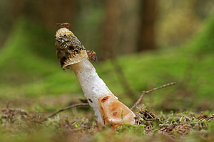 Phallus impudicus (Phallaceae)  - Satyre puant, Phallus impudique, Morille du diable - Stinkhorn  [France] 24/10/2015 - 430m