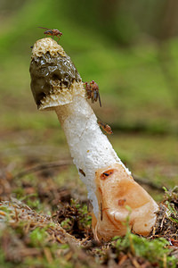 Phallus impudicus (Phallaceae)  - Satyre puant, Phallus impudique, Morille du diable - Stinkhorn  [France] 24/10/2015 - 430m