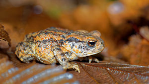 Bufo bufo (Bufonidae)  - Crapaud commun - Common Toad Haute-Marne [France] 19/11/2015 - 150m