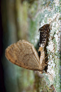 Operophtera brumata (Geometridae)  - Cheimatobie hiémale, Phalène brumeuse - Winter Moth Haute-Marne [France] 20/11/2015 - 150m