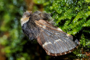 Poecilocampa populi Bombyx du Peuplier December Moth