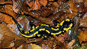 Salamandra salamandra Salamandre tachetée Fire Salamander