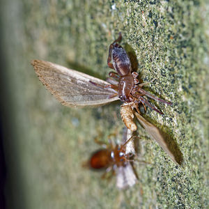 Clubiona corticalis (Clubionidae)  - Clubione des écorces Pas-de-Calais [France] 05/12/2015 - 40m