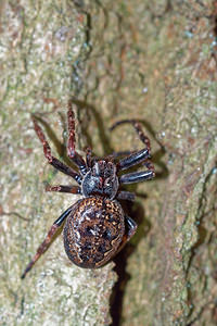 Nuctenea umbratica (Araneidae)  - Épeire des fissures Pas-de-Calais [France] 05/12/2015 - 40m