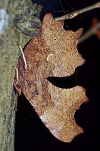 Polygonia c-album (Nymphalidae)  - Robert-le-diable - Comma Pas-de-Calais [France] 05/12/2015 - 40m