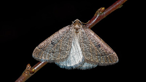 Theria primaria (Geometridae)  - Phalène précoce - Early Moth Pas-de-Calais [France] 12/02/2016 - 50m