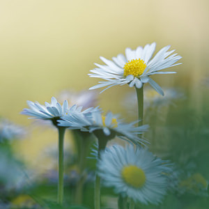 Bellis perennis Pâquerette vivace, Pâquerette Daisy