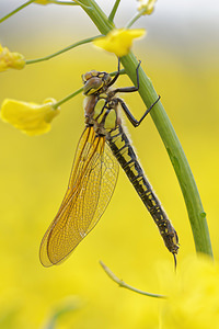 Brachytron pratense (Aeshnidae)  - aeschne printanière - Hairy Dragonfly Marne [France] 30/04/2016 - 190m