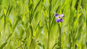 Malcolmia maritima (Brassicaceae)  - Julienne maritime - Virginia Stock Nord [France] 24/04/2016 - 40m