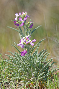 Matthiola sinuata (Brassicaceae)  - Matthiole sinuée, Matthiole à feuilles sinuées - Sea Stock Bouches-du-Rhone [France] 09/04/2016