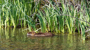 Myocastor coypus (Echimyidae)  - Ragondin - Nutria, Coypu Bouches-du-Rhone [France] 09/04/2016