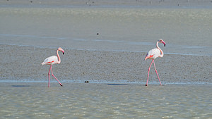 Phoenicopterus roseus (Phoenicopteridae)  - Flamant rose - Greater Flamingo Bouches-du-Rhone [France] 09/04/2016